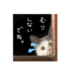 ねこ ねこ ねこ 2（個別スタンプ：21）