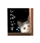 ねこ ねこ ねこ 2（個別スタンプ：22）