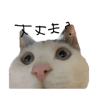 ねこ ねこ ねこ 2（個別スタンプ：23）