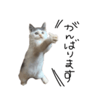 ねこ ねこ ねこ 2（個別スタンプ：24）