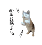 ねこ ねこ ねこ 2（個別スタンプ：25）