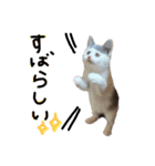 ねこ ねこ ねこ 2（個別スタンプ：26）