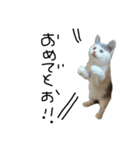 ねこ ねこ ねこ 2（個別スタンプ：27）