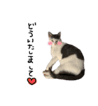 ねこ ねこ ねこ 2（個別スタンプ：28）
