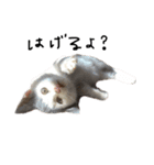 ねこ ねこ ねこ 2（個別スタンプ：29）