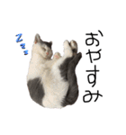 ねこ ねこ ねこ 2（個別スタンプ：30）