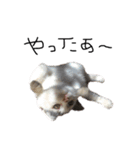 ねこ ねこ ねこ 2（個別スタンプ：31）
