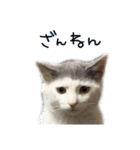 ねこ ねこ ねこ 2（個別スタンプ：32）