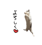 ねこ ねこ ねこ 2（個別スタンプ：33）