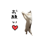 ねこ ねこ ねこ 2（個別スタンプ：34）