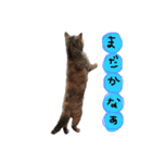 ねこ ねこ ねこ 2（個別スタンプ：35）
