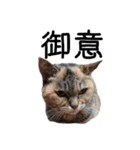 ねこ ねこ ねこ 2（個別スタンプ：36）