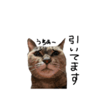 ねこ ねこ ねこ 2（個別スタンプ：37）