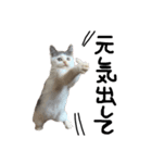 ねこ ねこ ねこ 2（個別スタンプ：38）