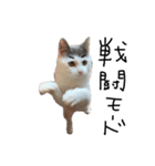ねこ ねこ ねこ 2（個別スタンプ：40）