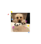 我が家のレモンたん（個別スタンプ：37）