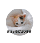 保護猫 ちび子（個別スタンプ：1）