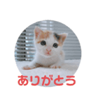 保護猫 ちび子（個別スタンプ：4）