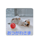 保護猫 ちび子（個別スタンプ：7）