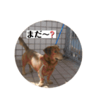 愛犬ことらの使えるスタンプ(3)（個別スタンプ：29）