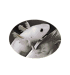 赤いお腹のイモリくんたち＆ときどき仲間（個別スタンプ：12）
