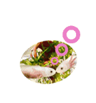 赤いお腹のイモリくんたち＆ときどき仲間（個別スタンプ：16）