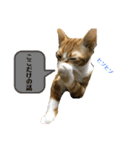 あんぷtoらうる2（個別スタンプ：5）