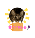 あんぷtoらうる2（個別スタンプ：11）