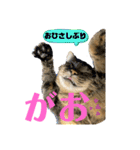 あんぷtoらうる2（個別スタンプ：17）