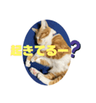 あんぷtoらうる2（個別スタンプ：20）