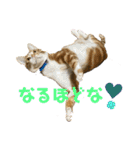 あんぷtoらうる2（個別スタンプ：23）