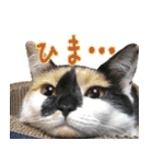 Oさん家のにゃんこたち（個別スタンプ：1）
