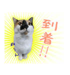 Oさん家のにゃんこたち（個別スタンプ：2）