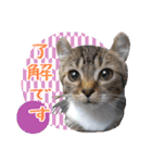 Oさん家のにゃんこたち（個別スタンプ：5）