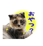 Oさん家のにゃんこたち（個別スタンプ：6）