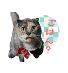 Oさん家のにゃんこたち（個別スタンプ：7）