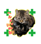 Oさん家のにゃんこたち（個別スタンプ：8）
