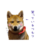 Oさん家のにゃんこたち（個別スタンプ：10）