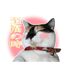 Oさん家のにゃんこたち（個別スタンプ：11）