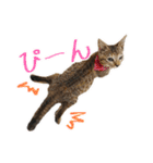 Oさん家のにゃんこたち（個別スタンプ：12）