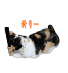 Oさん家のにゃんこたち（個別スタンプ：13）