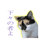 Oさん家のにゃんこたち（個別スタンプ：14）
