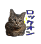 Oさん家のにゃんこたち（個別スタンプ：15）