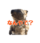 関西弁を操る陽気なクオッカワラビー（個別スタンプ：4）
