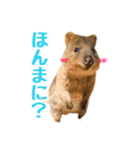 関西弁を操る陽気なクオッカワラビー（個別スタンプ：6）