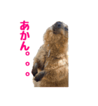 関西弁を操る陽気なクオッカワラビー（個別スタンプ：8）