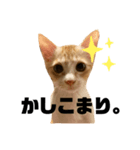 ツカメロすたんぷ。（個別スタンプ：1）