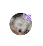 我が家の犬たち(マルチーズ)（個別スタンプ：1）