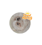 我が家の犬たち(マルチーズ)（個別スタンプ：2）
