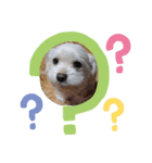我が家の犬たち(マルチーズ)（個別スタンプ：3）